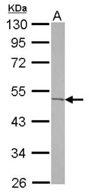 Western Blot CGI-16 Antibody