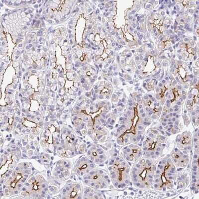 Immunohistochemistry-Paraffin: CGNL1 Antibody [NBP2-37959] - Staining of human stomach shows strong membranous positivity in glandular cells.