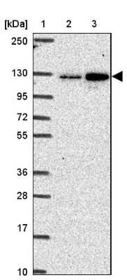 Western Blot CGNL1 Antibody