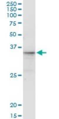 Immunoprecipitation: CGREF1 Antibody (2D7) [H00010669-M01] - Analysis of CGREF1 transfected lysate using anti-CGREF1 monoclonal antibody and Protein A Magnetic Bead, and immunoblotted with CGREF1 monoclonal antibody.