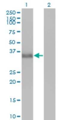 Western Blot: CGREF1 Antibody (2D7) [H00010669-M01] - Analysis of CGREF1 expression in transfected 293T cell line by CGREF1 monoclonal antibody (M01), clone 2D7.Lane 1: CGREF1 transfected lysate(31.9 KDa).Lane 2: Non-transfected lysate.