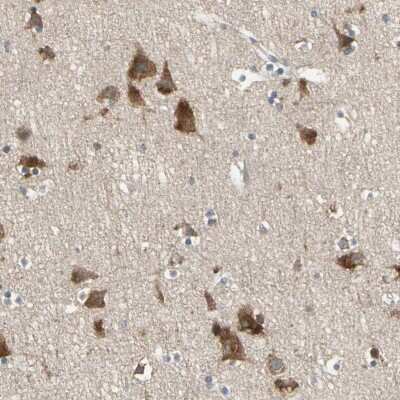 Immunohistochemistry-Paraffin: CGREF1 Antibody [NBP1-84496] - Staining of human cerebral cortex shows strong cytoplasmic positivity in neuronal cells.