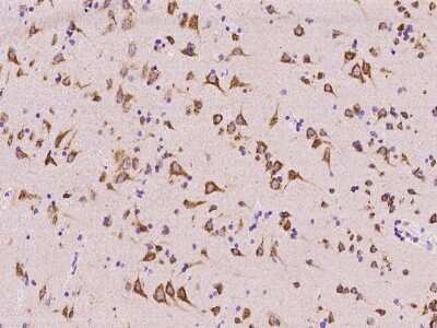 Immunohistochemistry-Paraffin: CGREF1 Antibody [NBP2-97367] - Immunochemical staining of human CGREF1 in human brain with rabbit polyclonal antibody at 1:100 dilution, formalin-fixed paraffin embedded sections.