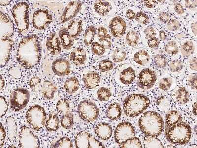 Immunohistochemistry-Paraffin: CGREF1 Antibody [NBP2-97367] - Immunochemical staining of human CGREF1 in human stomach with rabbit polyclonal antibody at 1:100 dilution, formalin-fixed paraffin embedded sections.