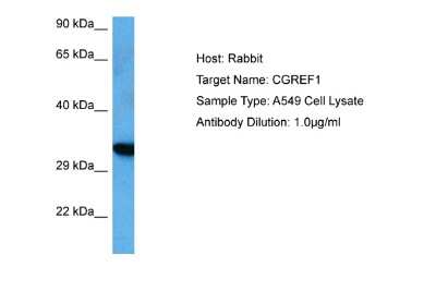 Western Blot: CGREF1 Antibody [NBP2-84669] - Host: Rabbit. Target Name: CGREF1. Sample Tissue: Human A549Â Whole Cell lysates. Antibody Dilution: 1ug/ml