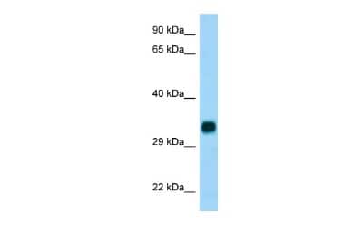 Western Blot CH25H Antibody - BSA Free