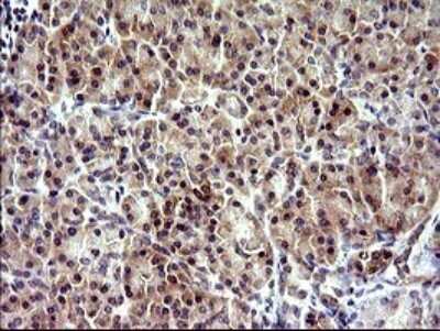 Immunohistochemistry: CHAC1 Antibody (OTI1E2) [NBP2-46273] - Analysis of Human pancreas tissue. (Heat-induced epitope retrieval by 10mM citric buffer, pH6.0, 120C for 3min)