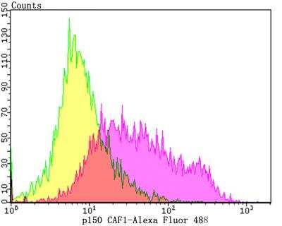 Flow Cytometry: CHAF1A Antibody (JG38-98) [NBP2-76859] - Flow cytometric analysis of Daudi cells with p150 CAF1 antibody at 1/100 dilution (purple) compared with an unlabelled control (cells without incubation with primary antibody; yellow). Alexa Fluor 488-conjugated goat anti-rabbit IgG was used as the secondary antibody.