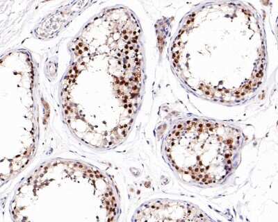 Immunohistochemistry-Paraffin: CHAF1A Antibody (JG38-98) [NBP2-76859] - Analysis of paraffin-embedded human testis tissue with Rabbit anti-CHAF1A antibody washed with ddH2O and PBS, and then probed with the primary antibody  at 1/200 dilution for 1 hour at room temperature. The detection was performed using an HRP conjugated compact polymer system. DAB was used as the chromogen. Tissues were counterstained with hematoxylin and mounted with DPX.