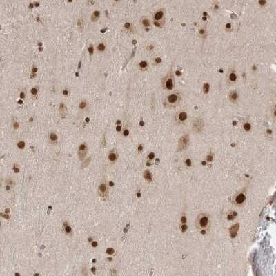 Immunohistochemistry-Paraffin: CHAF1B Antibody [NBP1-88235] - Staining of human cerebral cortex shows strong nuclear positivity in neurons.