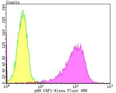 Flow Cytometry: CHAF1B Antibody (JG92-30) [NBP2-75439] - Analysis of K562 cells with p60 CAF1 antibody at 1/100 dilution (purple) compared with an unlabelled control (cells without incubation with primary antibody; yellow).  Alexa Fluor 488-conjugated goat anti-rabbit IgG was used as the secondary antibody.
