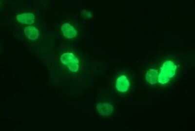 Immunocytochemistry/Immunofluorescence: CHAF1B Antibody (OTI4F7) - Azide and BSA Free [NBP2-71366] - Analysis of COS7 cells transiently transfected by pCMV6-ENTRY CHAF1B.