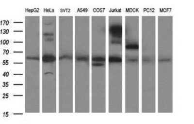 Western Blot: CHAF1B Antibody (OTI4F7) - Azide and BSA Free [NBP2-71366] - Analysis of extracts (35ug) from 9 different cell lines (HepG2: human; HeLa: human; SVT2: mouse; A549: human; COS7: monkey; Jurkat: human; MDCK: canine; PC12: rat; MCF7: human).