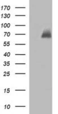 Western Blot: CHAF1B Antibody (OTI4F7) - Azide and BSA Free [NBP2-71366] - Analysis of HEK293T cells were transfected with the pCMV6-ENTRY control (Left lane) or pCMV6-ENTRY CHAF1B.