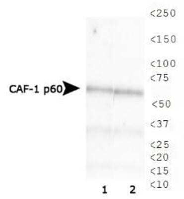 Western Blot: CHAF1B Antibody (SS 24 1-68) [NB500-211] - Analysis of CAF-1 p60 expression in 1) HeLa and 2) Cos7 whole cell lysates using NB500-211.