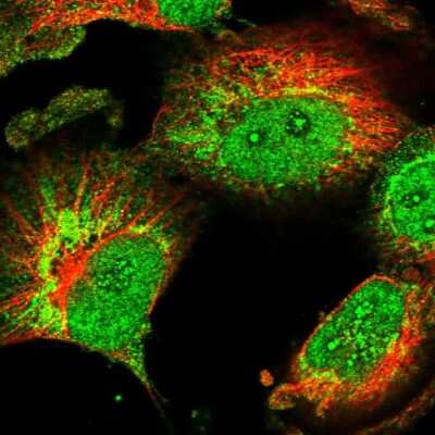 Immunocytochemistry/ Immunofluorescence CHCHD1 Antibody - BSA Free