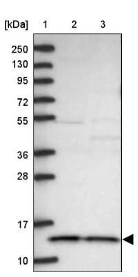 Western Blot CHCHD1 Antibody - BSA Free