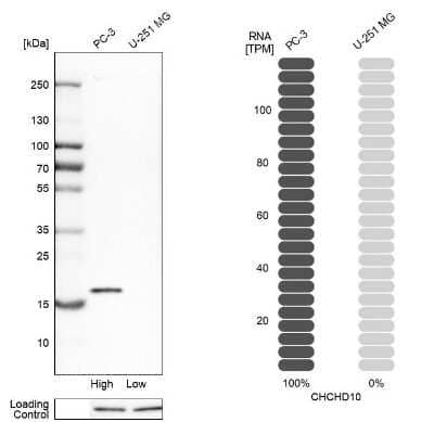Western Blot CHCHD10 Antibody - BSA Free