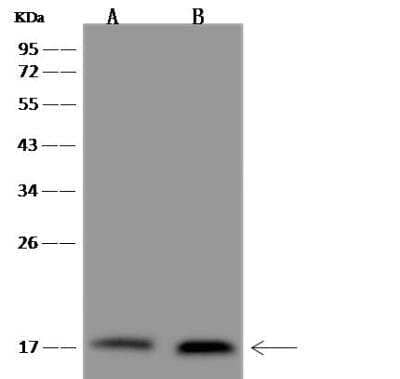 Western Blot: CHCHD10 Antibody [NBP3-05898] - Lane A: A431 Whole Cell LysateLane B: 293 Whole Cell LysateLysates/proteins at 30 ug per lane.SecondaryGoat Anti-Rabbit IgG (H+L)/HRP at 1/10000 dilution.Developed using the ECL technique.Performed under reducing conditions.Predicted band size:14 kDaObserved band size:17 kDa