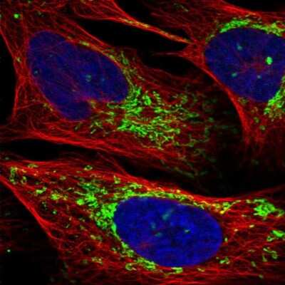 Immunocytochemistry/ Immunofluorescence CHCHD2 Antibody - BSA Free