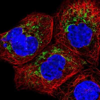 Immunocytochemistry/ Immunofluorescence CHCHD2 Antibody - BSA Free