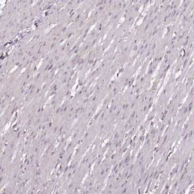 Immunohistochemistry-Paraffin CHCHD2 Antibody - BSA Free