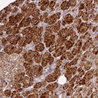 Immunohistochemistry-Paraffin CHCHD2 Antibody - BSA Free