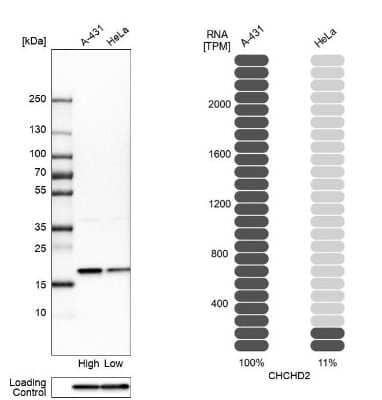 Western Blot CHCHD2 Antibody - BSA Free