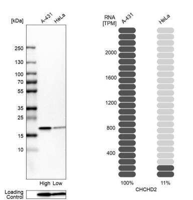 Western Blot CHCHD2 Antibody - BSA Free