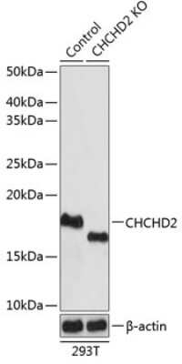 Western Blot: CHCHD2 Antibody [NBP2-92335] - Western blot analysis of extracts from normal (control) and CHCHD2 knockout (KO) 293T cells, using CHCHD2 antibody (NBP2-92335) at 1:1000 dilution. Secondary antibody: HRP Goat Anti-Rabbit IgG (H+L) at 1:10000 dilution. Lysates/proteins: 25ug per lane. Blocking buffer: 3% nonfat dry milk in TBST. Detection: ECL Basic Kit. Exposure time: 1s.