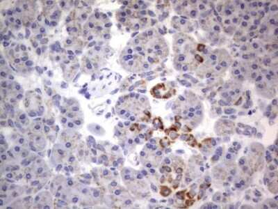 Immunohistochemistry: CHCHD3 Antibody (7G4) [NBP2-46281] - Analysis of Human pancreas tissue.