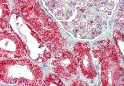 Immunohistochemistry-Paraffin: CHCHD3 Antibody [NBP1-52009] - Staining of paraffin embedded human kidney. Steamed antigen retrieval with citrate buffer pH 6, AP-staining.