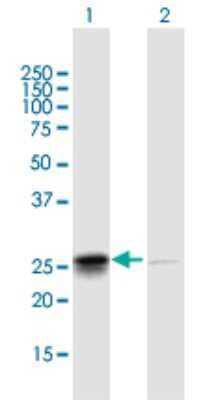 Western Blot: CHCHD3 Antibody [H00054927-B01P] - Analysis of CHCHD3 expression in transfected 293T cell line by CHCHD3 polyclonal antibody.  Lane 1: CHCHD3 transfected lysate(24.97 KDa). Lane 2: Non-transfected lysate.