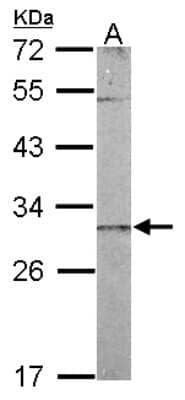 Western Blot: CHCHD3 Antibody [NBP2-21606] - Sample (50 ug of whole cell lysate) A: Mouse Liver, 12% SDS PAGE gel, diluted at 1:1000.