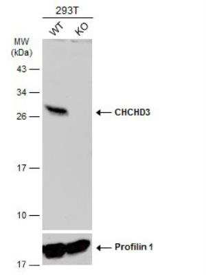 Western Blot: CHCHD3 Antibody [NBP2-21606] - Wild-type (WT) and CHCHD3 knockout (KO) 293T cell extracts (30 ug) were separated by 12% SDS-PAGE, and the membrane was blotted with CHCHD3 antibody diluted at 1:2000. HRP-conjugated anti-rabbit IgG antibody was used to detect the primary antibody.