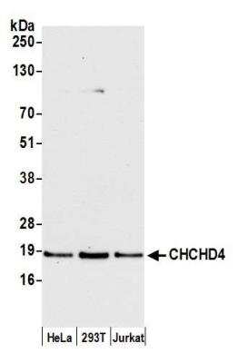 Western Blot: CHCHD4 Antibody [NBP2-76390] - Samples: Whole cell lysate (15 ug) from HeLa, HEK293T, and Jurkat cells prepared using NETN lysis buffer. Antibody: Affinity purified rabbit anti-CHCHD4 antibody NBP2-76390 used for WB at 1:1000. Detection: Chemiluminescence with an exposure time of 30 seconds.