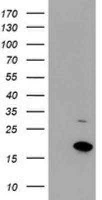 Flow Cytometry: CHCHD5 Antibody (OTI3H3) - Azide and BSA Free [NBP2-72289] - HEK293T cells were transfected with the pCMV6-ENTRY control (Left lane) or pCMV6-ENTRY CHCHD5 (Right lane) cDNA for 48 hrs and lysed. Equivalent amounts of cell lysates (5 ug per lane) were separated by SDS-PAGE and immunoblotted with anti-CHCHD5.