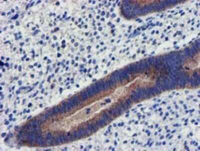 Immunohistochemistry: CHCHD5 Antibody (OTI3H3) - Azide and BSA Free [NBP2-72289] - Staining of paraffin-embedded Human endometrium tissue using anti-CHCHD5 mouse monoclonal antibody.