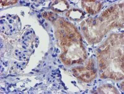 Immunohistochemistry: CHCHD5 Antibody (OTI3H3) - Azide and BSA Free [NBP2-72289] - Staining of paraffin-embedded Human Kidney tissue using anti-CHCHD5 mouse monoclonal antibody.