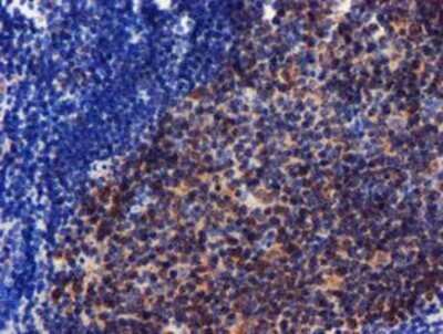 Immunohistochemistry: CHCHD5 Antibody (OTI3H3) - Azide and BSA Free [NBP2-72289] - Staining of paraffin-embedded Human tonsil using anti-CHCHD5 mouse monoclonal antibody.