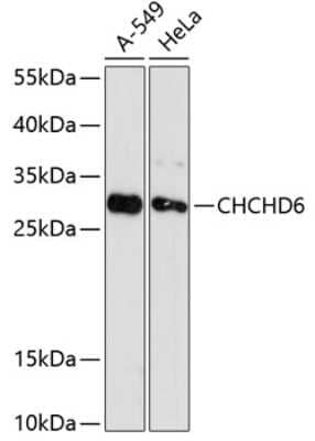 Western Blot: CHCHD6 Antibody [NBP2-92095] - Analysis of extracts of various cell lines, using CHCHD6 at 1:3000 dilution.Secondary antibody: HRP Goat Anti-Rabbit IgG (H+L) at 1:10000 dilution.Lysates/proteins: 25ug per lane.Blocking buffer: 3% nonfat dry milk in TBST.Detection: ECL Basic Kit .Exposure time: 90s.