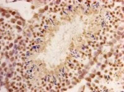 Immunohistochemistry-Paraffin: CHD1 Antibody (2-2) [NBP2-66776] - Analysis of paraffin- embedded mouse testis tissue using anti-CHD1 Mouse mAb.