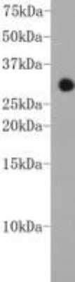 Western Blot: CHD1 Antibody (2-2) [NBP2-66776] - Analysis on recombinant protein using anti-CHD1 Mouse mAb.