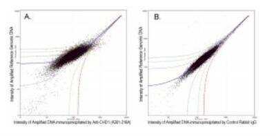 Chromatin Immunoprecipitation: CHD1 Antibody [NB100-60411] - ChIP-chip scatter plot of anti-CHD1 (NB100-60411) enriched DNA binding sites versus input reference DNA. CHD1 was used to immunoprecipitate chromatin from K562  cells according to Ren et al (Genes Dev. 2002 16: 245-256). Immunoprecipitated DNA and reference DNA were amplified via ligation-mediated PCR and the products labeled with fluorescent dUTPs. The labeled ChIP and reference DNA were pooled, hybridized to a DNA microarray, and analyzed. Data  points below the +3 SD curve (red line) represent significantly enriched binding sites. B. As a control, a similar experiment was   performed using normal rabbit IgG. Compared to the anti-CHD1 ChIP, normal rabbit IgG showed little enrichment.