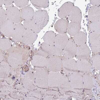 Immunohistochemistry-Paraffin: CHD1 Antibody [NBP2-14478] - Staining of human skeletal muscle shows no positivity in myocytes as expected.