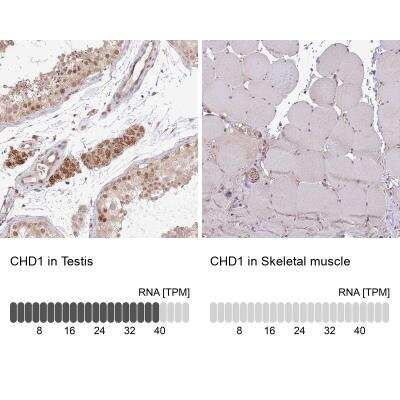 <b>Orthogonal Strategies Validation. </b>Immunohistochemistry-Paraffin: CHD1 Antibody [NBP2-14478] - Staining in human testis and skeletal muscle tissues.. Corresponding CHD1 RNA-seq data are presented for the same tissues.