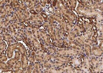 Immunohistochemistry-Paraffin: CHD1 Antibody [NBP2-98902] - Mouse kidney with rabbit polyclonal antibody (1:300).