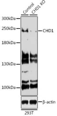 <b>Genetic Strategies Validation. </b>Knockout Validated: CHD1 Antibody [NBP3-02966] - Western blot analysis of extracts from normal (control) and CHD1 knockout (KO) 293T cells, using CHD1 antibody (NBP3-02966) at 1:500 dilution. Secondary antibody: HRP Goat Anti-Rabbit IgG (H+L) at 1:10000 dilution. Lysates/proteins: 25ug per lane. Blocking buffer: 3% nonfat dry milk in TBST. Detection: ECL Basic Kit. Exposure time: 90s.