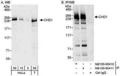 Western Blot: CHD1 Antibody [NB100-60411] - Detection of Human CHD1 on HeLa whole cell lysate using NB100-60411. CHD1 was also immunoprecipitated by rabbit anti-CHD1 antibody NB100-60410.