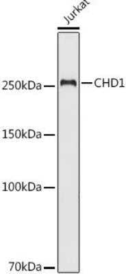 Western Blot: CHD1 Antibody [NBP3-02966] -  Analysis of extracts of Jurkat cells, using CHD1 antibody at 1:500 dilution.Secondary antibody: HRP Goat Anti-Rabbit IgG (H+L) at 1:10000 dilution.Lysates/proteins: 25ug per lane. Blocking buffer: 3% nonfat dry milk in TBST.Detection: ECL Basic Kit. Exposure time: 90s.